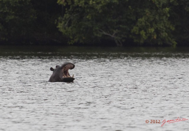 216 LOANGO Inyoungou Lagune Ngove Hippopotame Hippopotamus amphibius 12E5K2IMG_79530wtmk.jpg